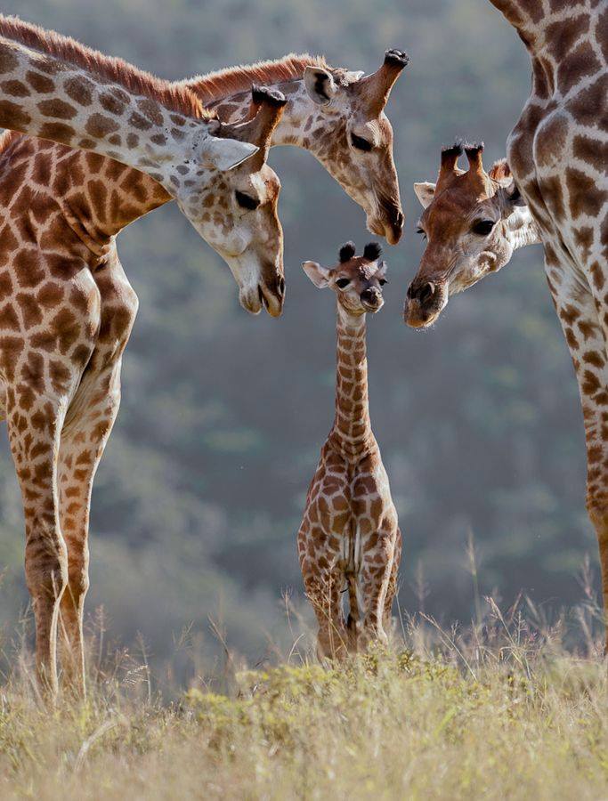 Die schönsten Tiere/Tierbilder der Welt tierbilder7