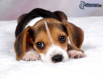 beagle-welpe-147898