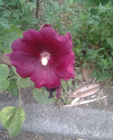 Blume Auf dem Wegrand.
