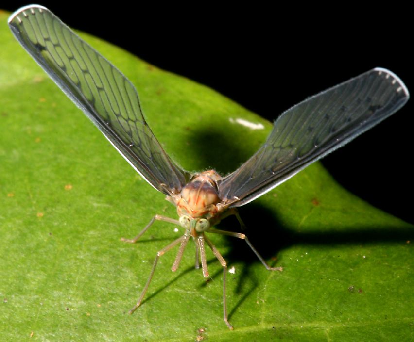 BigWingedSulawesiBug