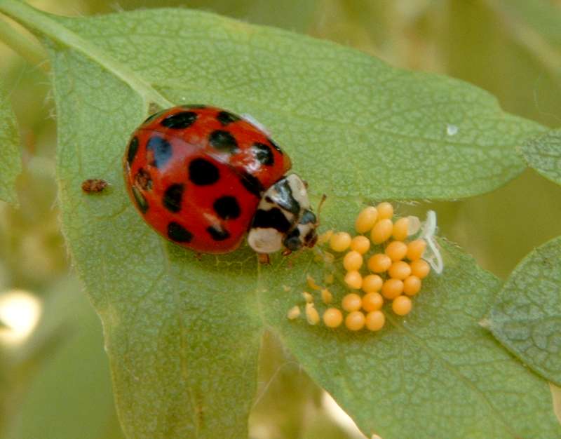 Harmonia axyridis mit Eiern SIMG5677