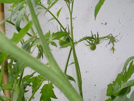 strauchtomate