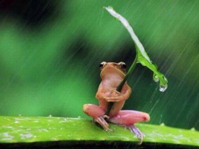 Frosch unter Blatt im Regen-396x297