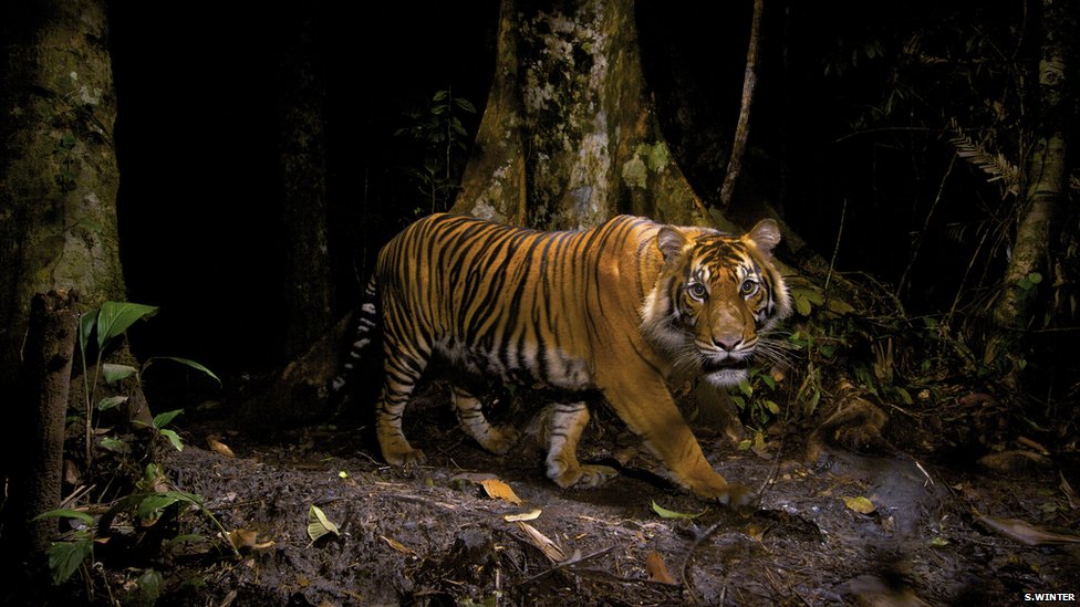 Die schönsten Tiere/Tierbilder der Welt Sumatra-Tiger