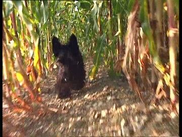 maisfeld-scottish-terrier-haustier-laufe