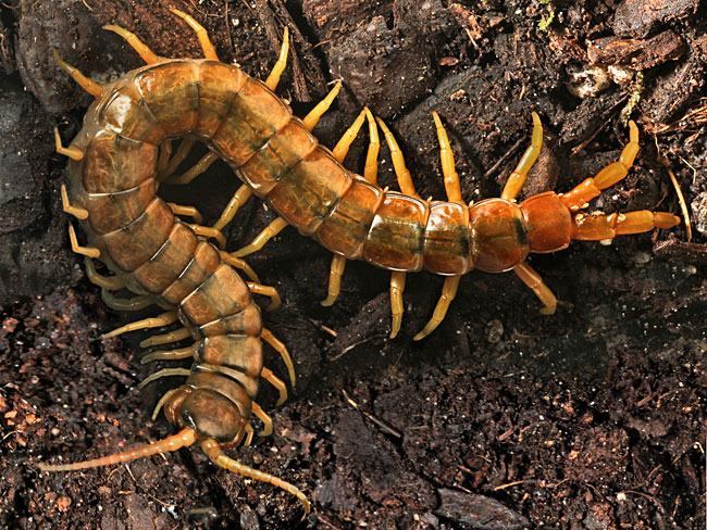 scolopendra-cingulata