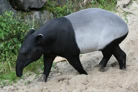 tapir