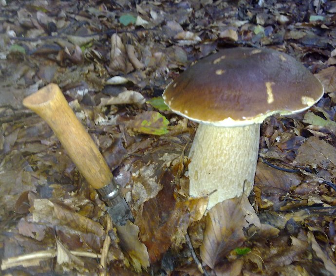 pilz3