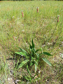 220px-Spitzwegerich Plantago lanceolata