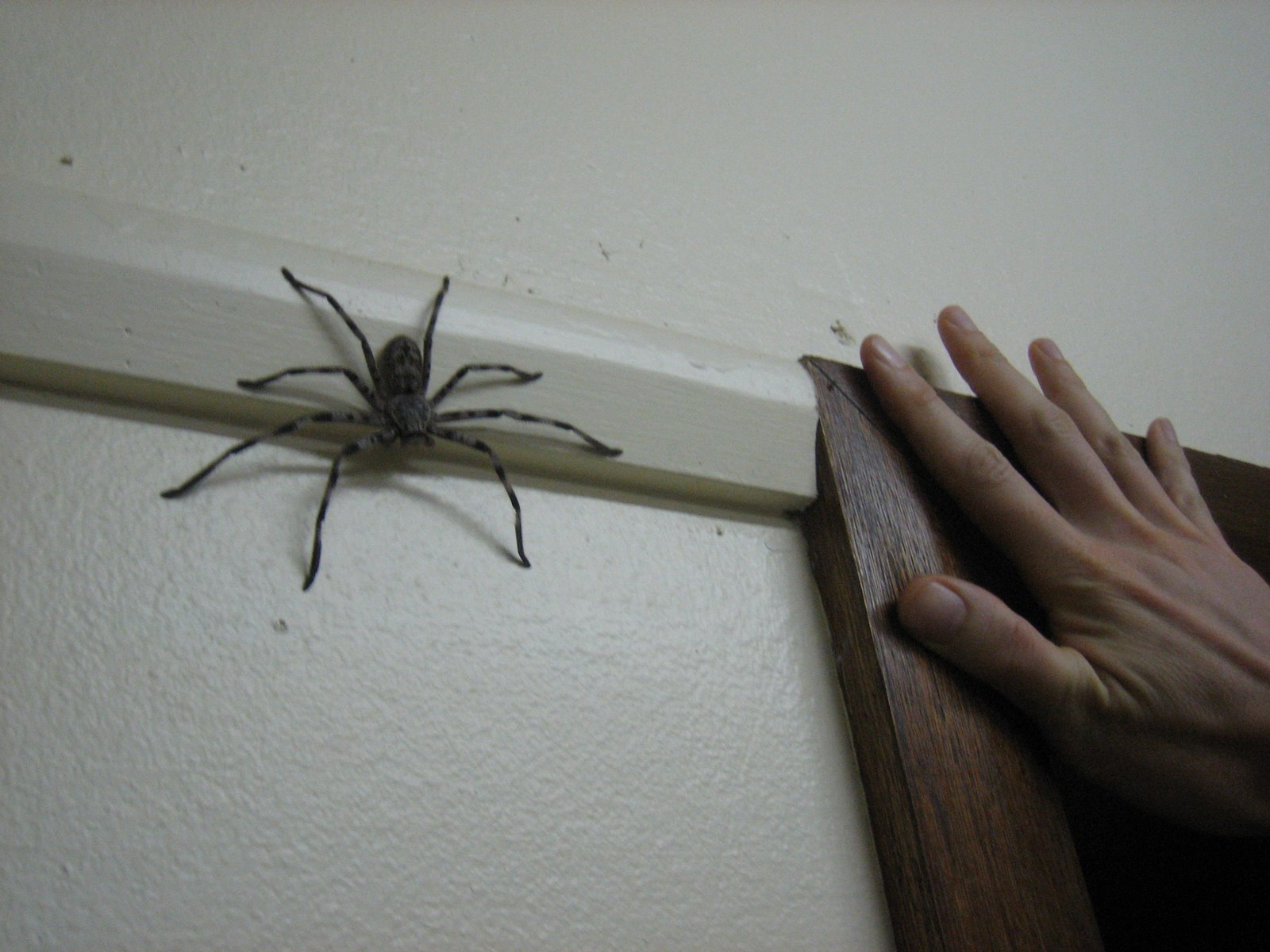 Большой домашний паук. Huntsman Spider паук-охотник. Паук Хантсмен Австралии. Паук охотник Австралия. Огромные домашние пауки.