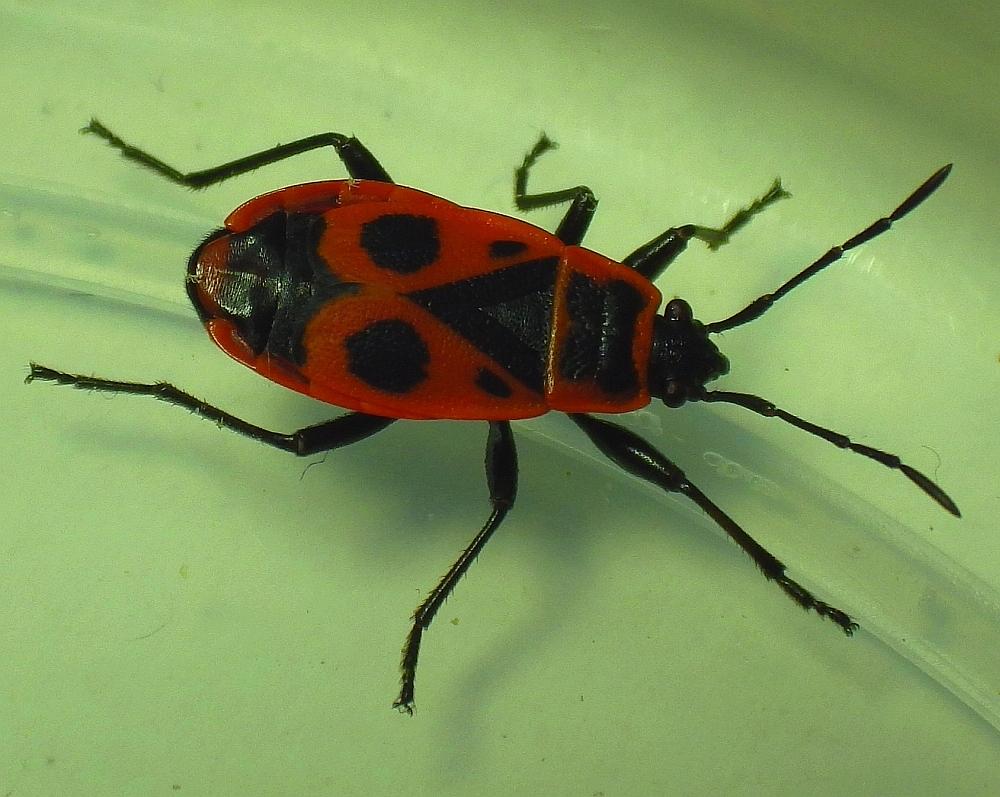  KK Pyrrhocoris apterus