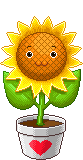 Sonnenblume 39