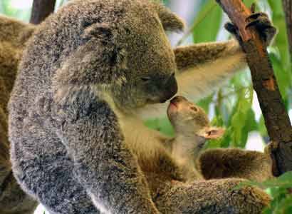 Die schönsten Tiere/Tierbilder der Welt tierbilder5