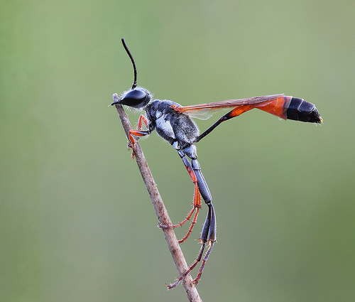 Ammophila Rubripes