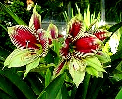 Amaryllis Papillio