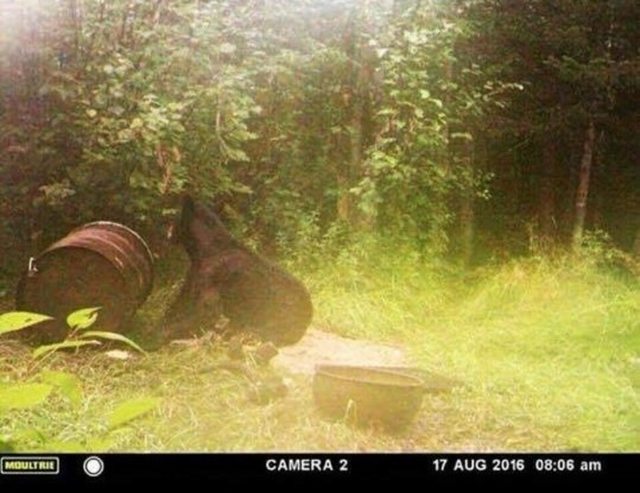 Bigfoot 2