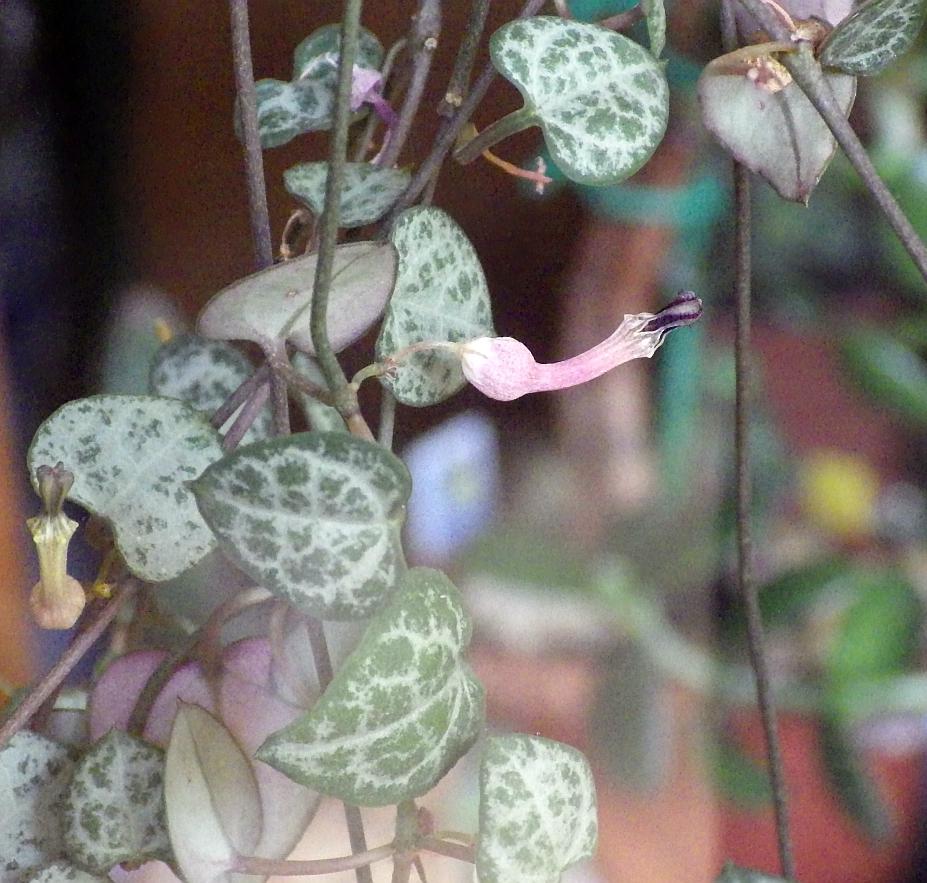  KK 2535 Ceropegia