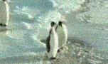 giphy 3 pinguin
