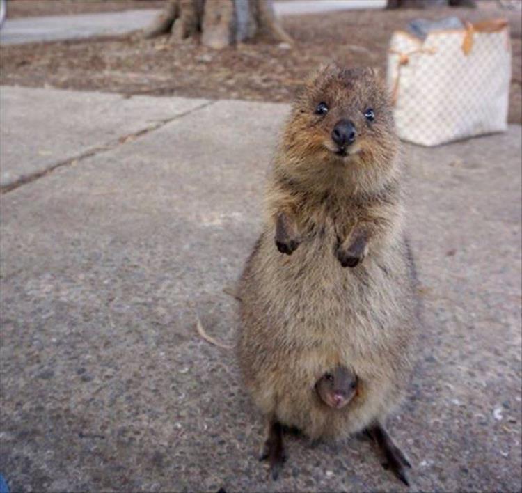 Die schönsten Tiere/Tierbilder der Welt ratmonkey