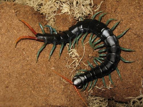 scolopendra subspinipes dehaani tricolor