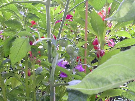 tomaten im blumenkasten