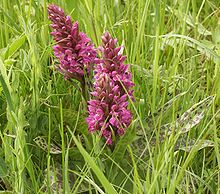 220px-Dactylorhiza majalis plants140504