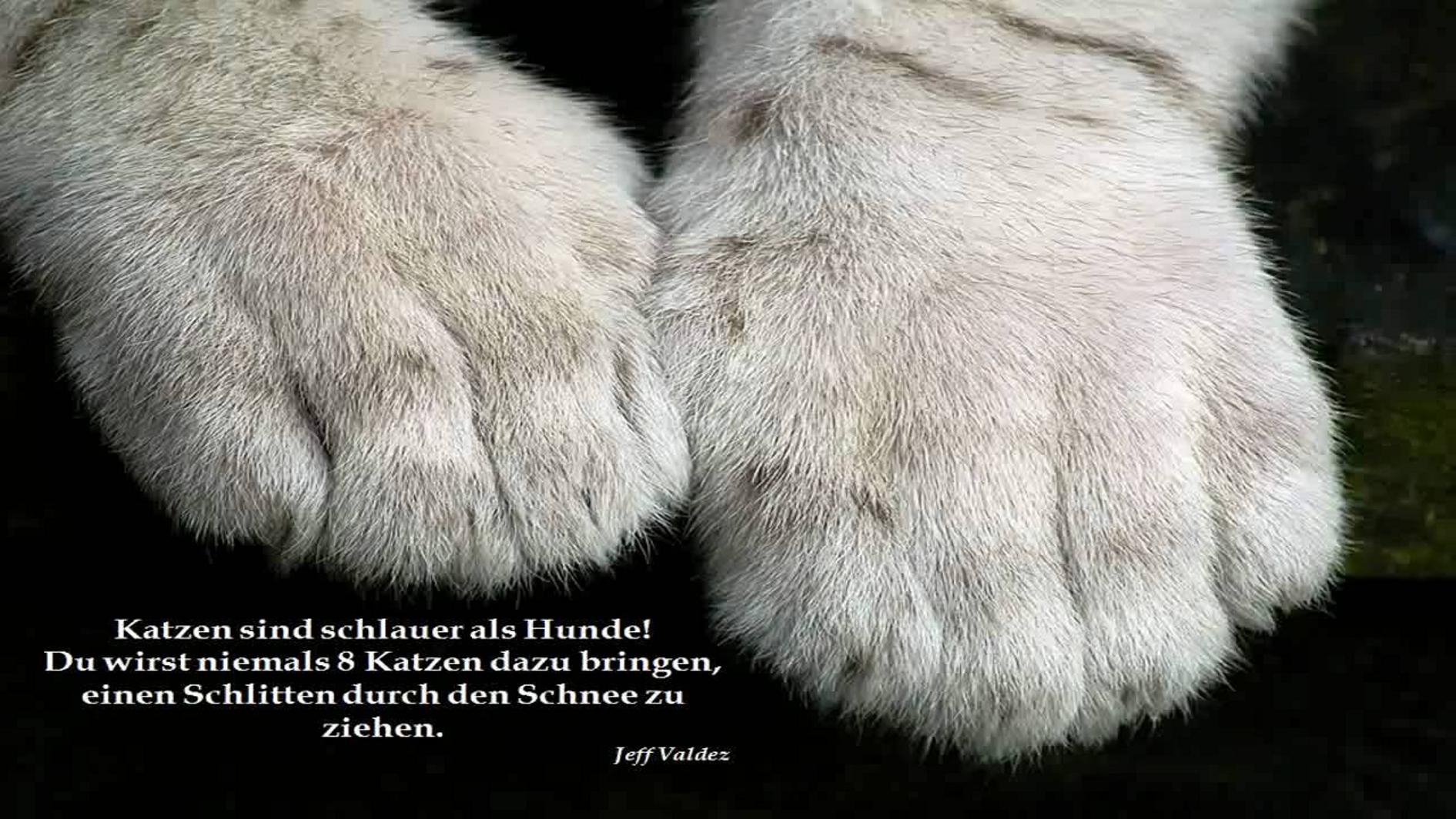 gibt es hier heiße Frauen die auf Katzen stehen? (zwischen 20 und 26) maxresdefault