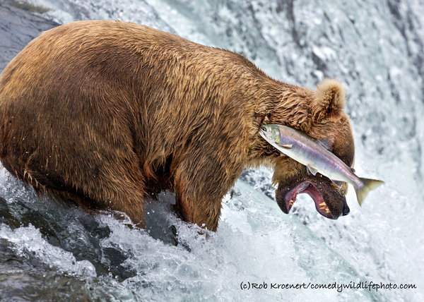 Grizzly Bear Fail