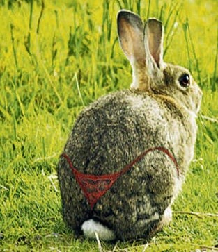 Bunnystring