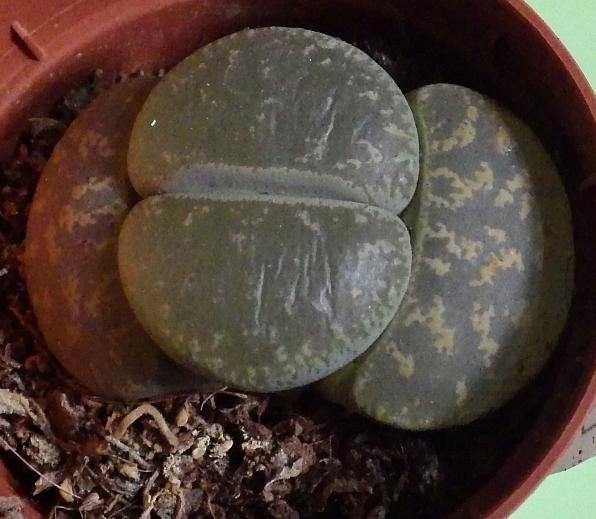  KK Lithops3