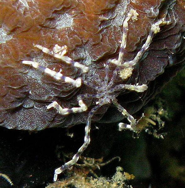 Pycnogonid