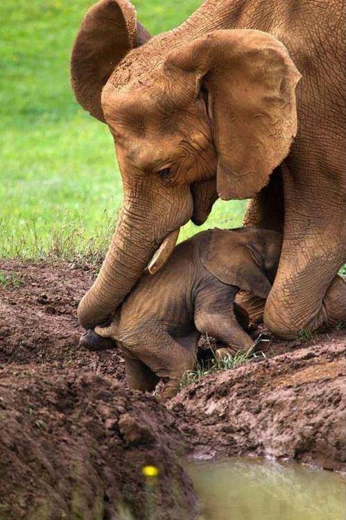 Die schönsten Tiere/Tierbilder der Welt tierbilder22