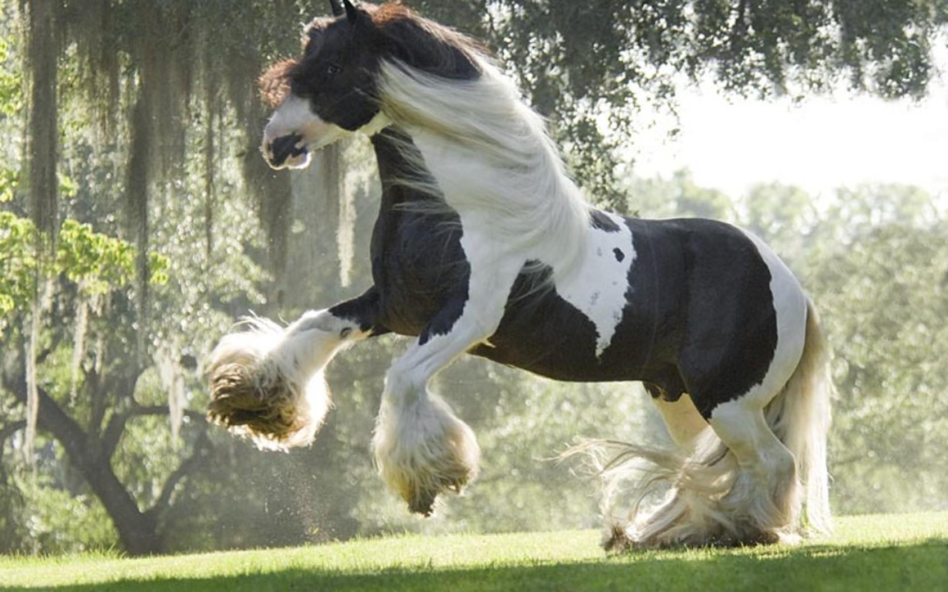 Bilder-Thread shire horse