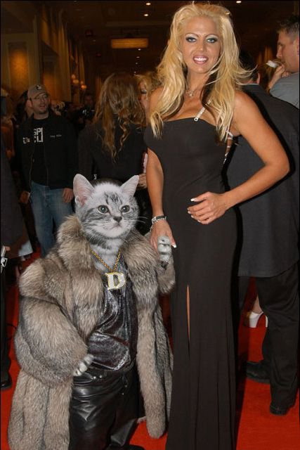 Bilder-Thread Cat20Pimp