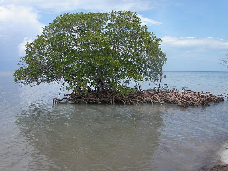 800px-Mangrove auf Cayo Levisa Kuba