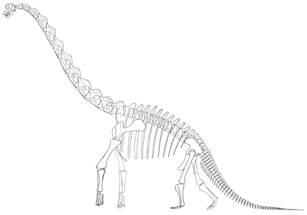 Sauropodendarstellung von 1950