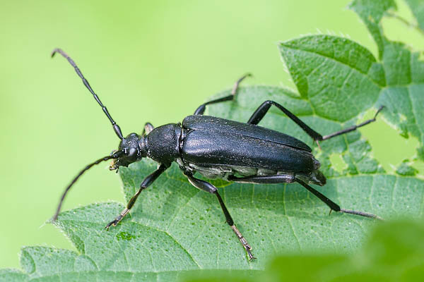 leptura aethiops 1