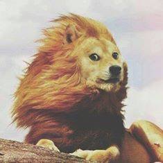 Doge Lion