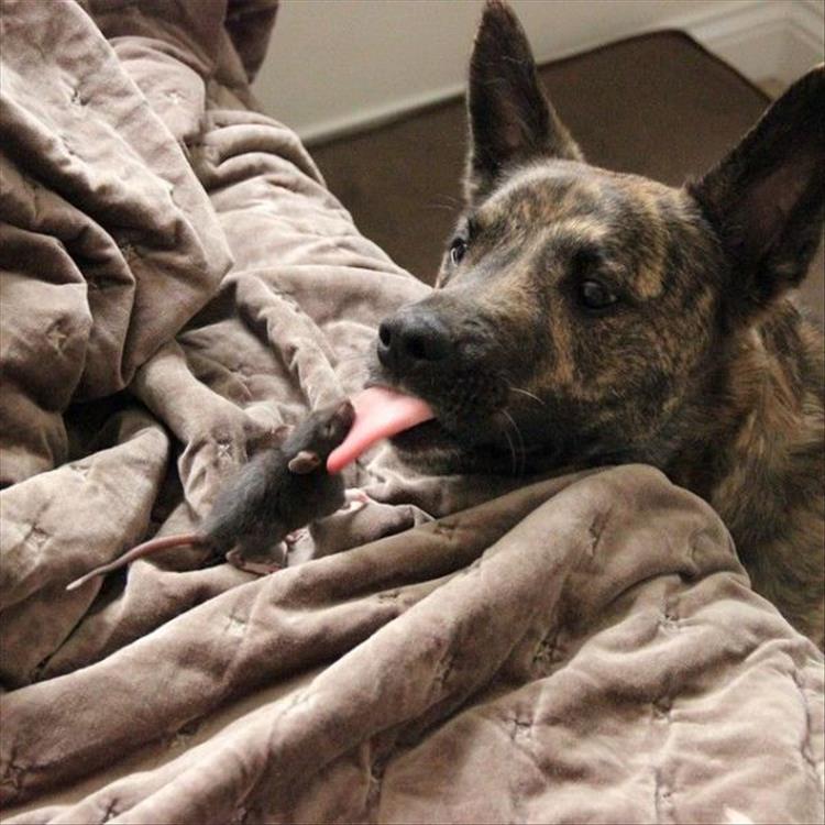 Die schönsten Tiere/Tierbilder der Welt mouse