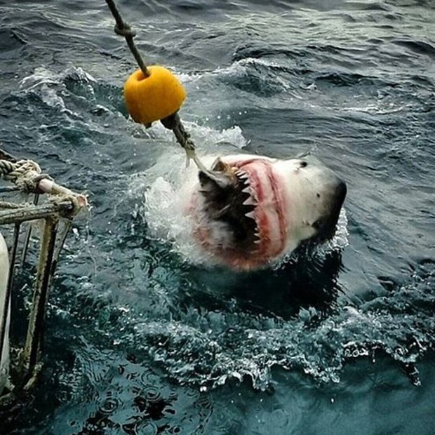 unglaubliches Hai-Foto