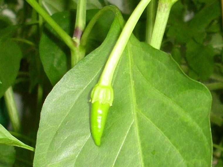 cayenne 1