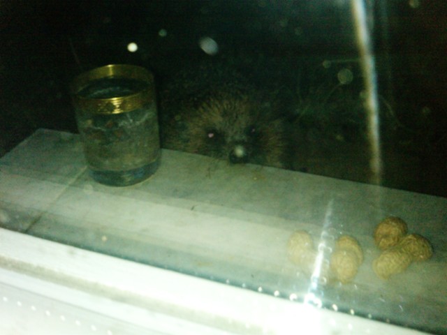 igel