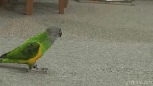 1280319878 parrot-is-playing-dead