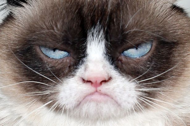 Grumpy-Cat