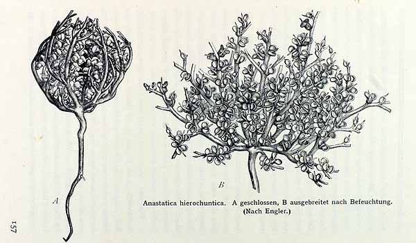 Anastatic hierochuntica