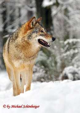 S20Foto20Wolf20Copyright20by20M20Schoenb