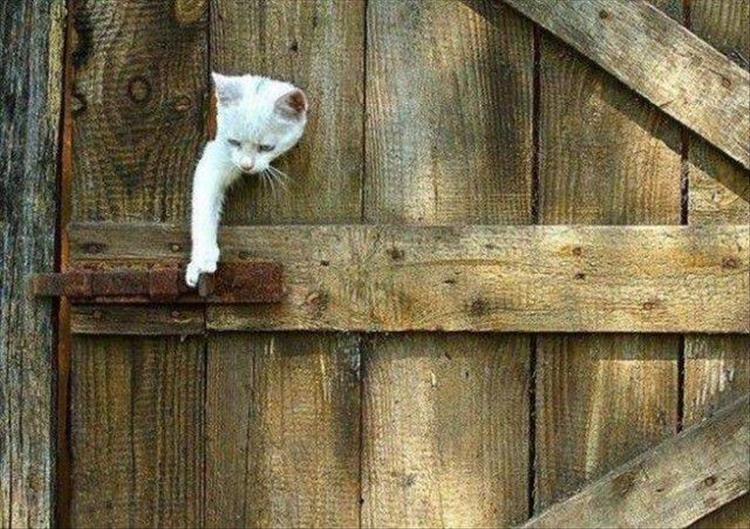 Die schönsten Tiere/Tierbilder der Welt katz door