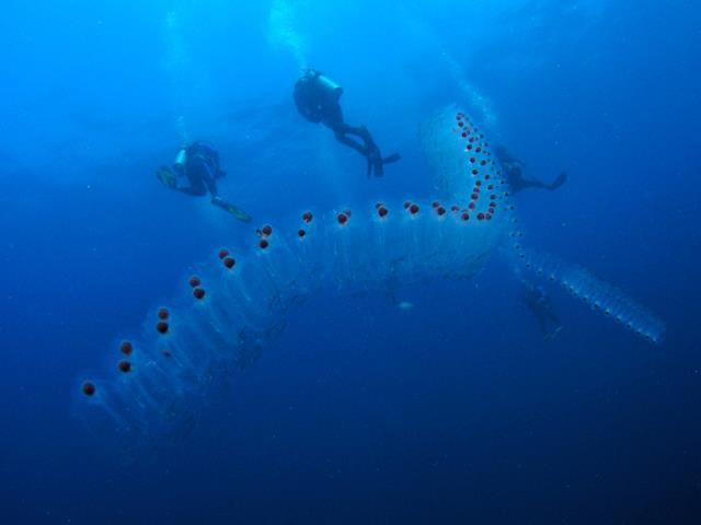 pyrosome