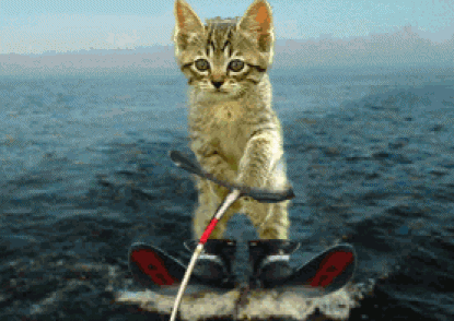 cute-cat-kitten-skiing-animated-gif-pict