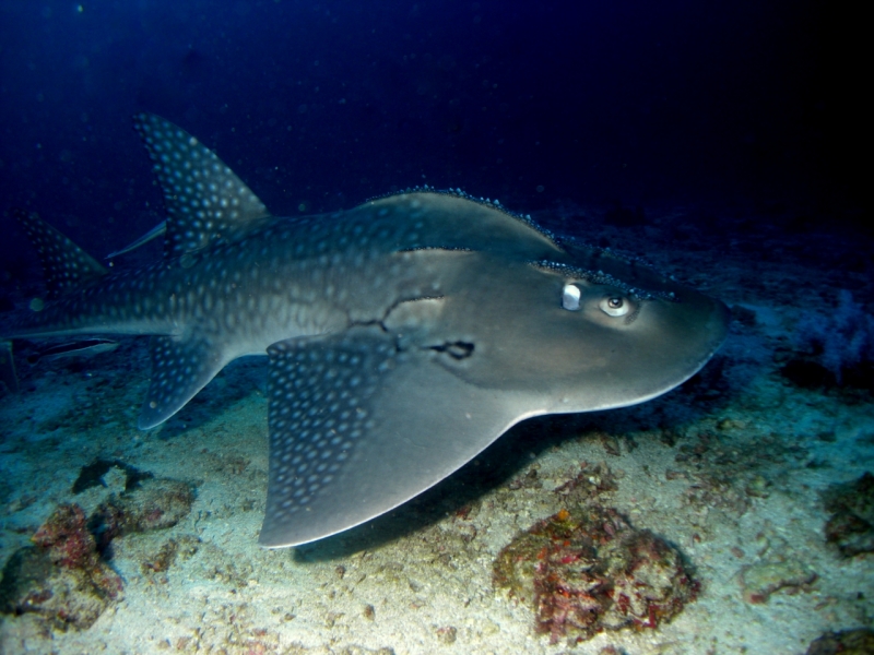 Die schönsten Tiere/Tierbilder der Welt guitar-shark